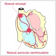 schéma du coeur et de la circulation sanguine